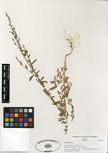 Herbarium Sheet of 